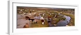 Llamas (Lama Glama) Grazing in the Field, Sacred Valley, Cusco Region, Peru, South America-null-Framed Photographic Print