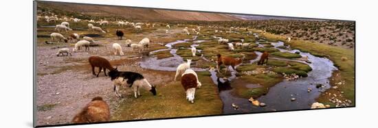 Llamas (Lama Glama) Grazing in the Field, Sacred Valley, Cusco Region, Peru, South America-null-Mounted Photographic Print