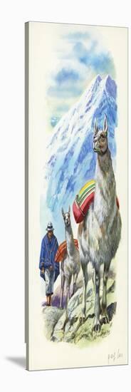 Llamas Lama Glama Used as Pack Animals-null-Stretched Canvas