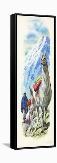 Llamas Lama Glama Used as Pack Animals-null-Framed Stretched Canvas