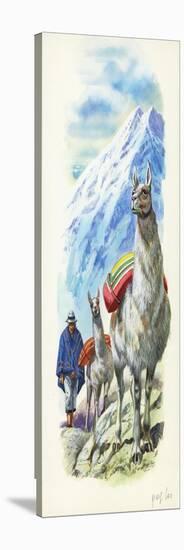 Llamas Lama Glama Used as Pack Animals-null-Stretched Canvas