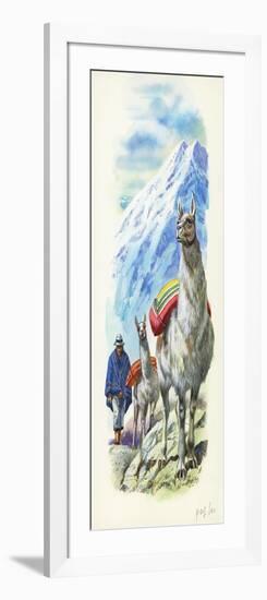 Llamas Lama Glama Used as Pack Animals-null-Framed Giclee Print
