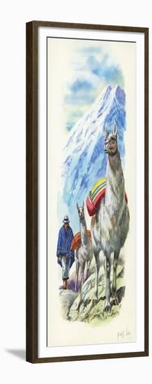 Llamas Lama Glama Used as Pack Animals-null-Framed Giclee Print