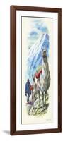 Llamas Lama Glama Used as Pack Animals-null-Framed Giclee Print