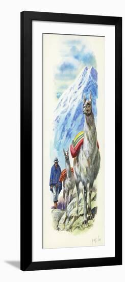 Llamas Lama Glama Used as Pack Animals-null-Framed Giclee Print