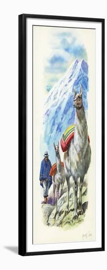 Llamas Lama Glama Used as Pack Animals-null-Framed Giclee Print