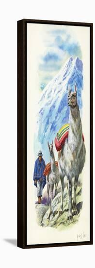 Llamas Lama Glama Used as Pack Animals-null-Framed Stretched Canvas