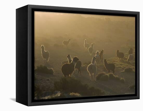 Llamas, Lauca National Park, Atacama, Chile, South America-Rob Mcleod-Framed Stretched Canvas