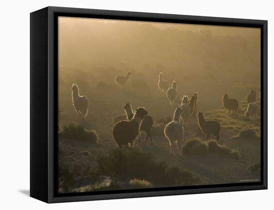 Llamas, Lauca National Park, Atacama, Chile, South America-Rob Mcleod-Framed Stretched Canvas