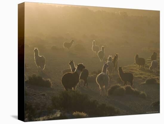 Llamas, Lauca National Park, Atacama, Chile, South America-Rob Mcleod-Stretched Canvas