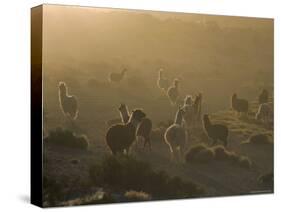 Llamas, Lauca National Park, Atacama, Chile, South America-Rob Mcleod-Stretched Canvas