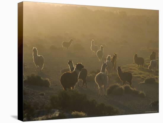 Llamas, Lauca National Park, Atacama, Chile, South America-Rob Mcleod-Stretched Canvas