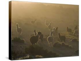 Llamas, Lauca National Park, Atacama, Chile, South America-Rob Mcleod-Stretched Canvas