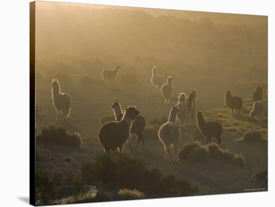 Llamas, Lauca National Park, Atacama, Chile, South America-Rob Mcleod-Stretched Canvas