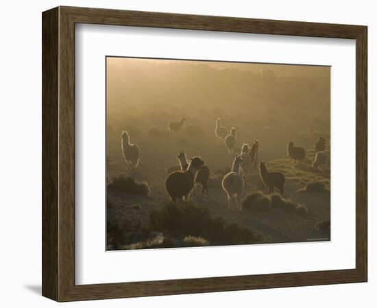 Llamas, Lauca National Park, Atacama, Chile, South America-Rob Mcleod-Framed Photographic Print