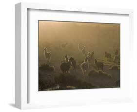 Llamas, Lauca National Park, Atacama, Chile, South America-Rob Mcleod-Framed Photographic Print