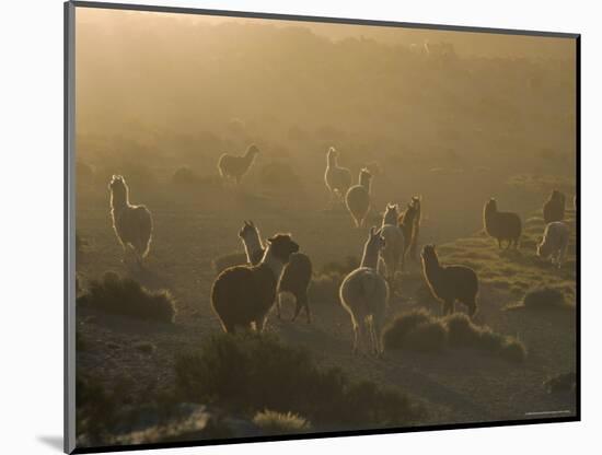 Llamas, Lauca National Park, Atacama, Chile, South America-Rob Mcleod-Mounted Photographic Print