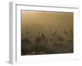 Llamas, Lauca National Park, Atacama, Chile, South America-Rob Mcleod-Framed Photographic Print