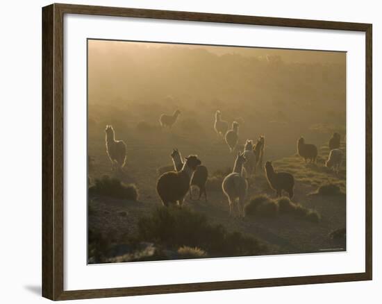 Llamas, Lauca National Park, Atacama, Chile, South America-Rob Mcleod-Framed Photographic Print