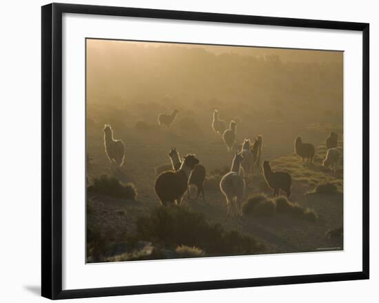 Llamas, Lauca National Park, Atacama, Chile, South America-Rob Mcleod-Framed Photographic Print