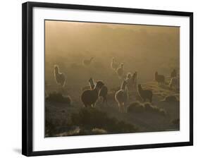 Llamas, Lauca National Park, Atacama, Chile, South America-Rob Mcleod-Framed Photographic Print