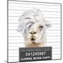 Llamas Livy-Lanie Loreth-Mounted Art Print