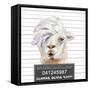 Llamas Livy-Lanie Loreth-Framed Stretched Canvas