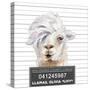 Llamas Livy-Lanie Loreth-Stretched Canvas