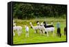 Llamas on Farm in Norway - Animal Nature Background-Nik_Sorokin-Framed Stretched Canvas