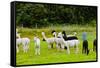 Llamas on Farm in Norway - Animal Nature Background-Nik_Sorokin-Framed Stretched Canvas