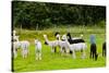 Llamas on Farm in Norway - Animal Nature Background-Nik_Sorokin-Stretched Canvas