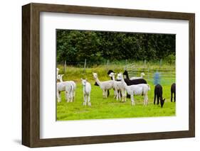 Llamas on Farm in Norway - Animal Nature Background-Nik_Sorokin-Framed Photographic Print