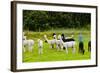 Llamas on Farm in Norway - Animal Nature Background-Nik_Sorokin-Framed Photographic Print