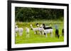 Llamas on Farm in Norway - Animal Nature Background-Nik_Sorokin-Framed Photographic Print