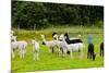 Llamas on Farm in Norway - Animal Nature Background-Nik_Sorokin-Mounted Photographic Print