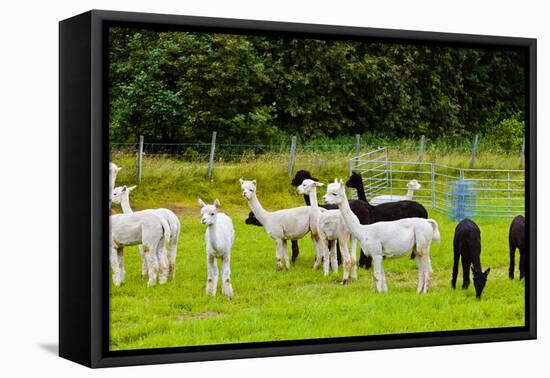 Llamas on Farm in Norway-Nik_Sorokin-Framed Stretched Canvas