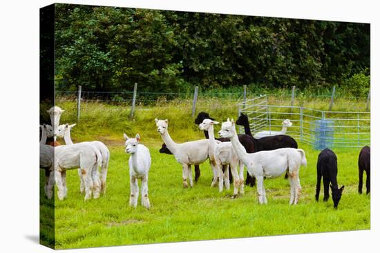 Llamas on Farm in Norway-Nik_Sorokin-Stretched Canvas