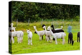 Llamas on Farm in Norway-Nik_Sorokin-Stretched Canvas