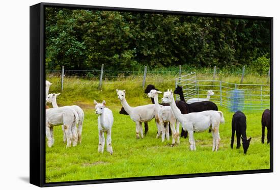 Llamas on Farm in Norway-Nik_Sorokin-Framed Stretched Canvas