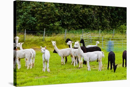 Llamas on Farm in Norway-Nik_Sorokin-Stretched Canvas