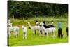 Llamas on Farm in Norway-Nik_Sorokin-Stretched Canvas