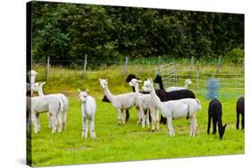 Llamas on Farm in Norway-Nik_Sorokin-Stretched Canvas