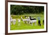 Llamas on Farm in Norway-Nik_Sorokin-Framed Photographic Print