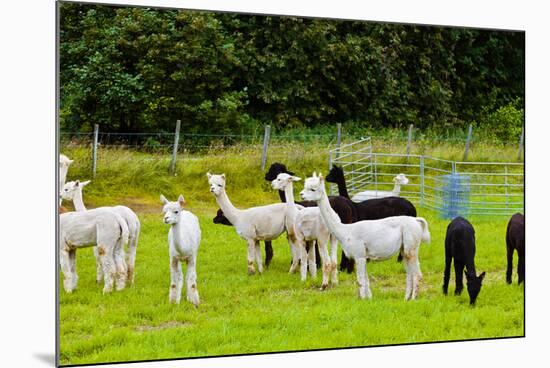 Llamas on Farm in Norway-Nik_Sorokin-Mounted Photographic Print