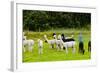 Llamas on Farm in Norway-Nik_Sorokin-Framed Photographic Print