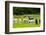 Llamas on Farm in Norway-Nik_Sorokin-Framed Photographic Print