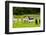 Llamas on Farm in Norway-Nik_Sorokin-Framed Photographic Print