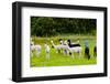 Llamas on Farm in Norway-Nik_Sorokin-Framed Photographic Print