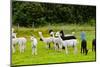 Llamas on Farm in Norway-Nik_Sorokin-Mounted Photographic Print