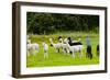 Llamas on Farm in Norway-Nik_Sorokin-Framed Photographic Print